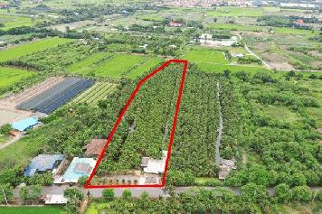 ขายที่ดินพร้อมสวนมะพร้าว 7 ไร่ 2 งาน 11 ตรว. บรรยากาศร่มรื่น สวยงาม เหมาะแก่การลงทุนระยะยาว โทร 088-2559999 เจ้าของขายเอง